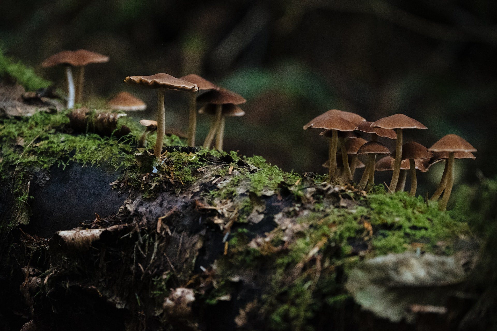 gljive ekosistem
